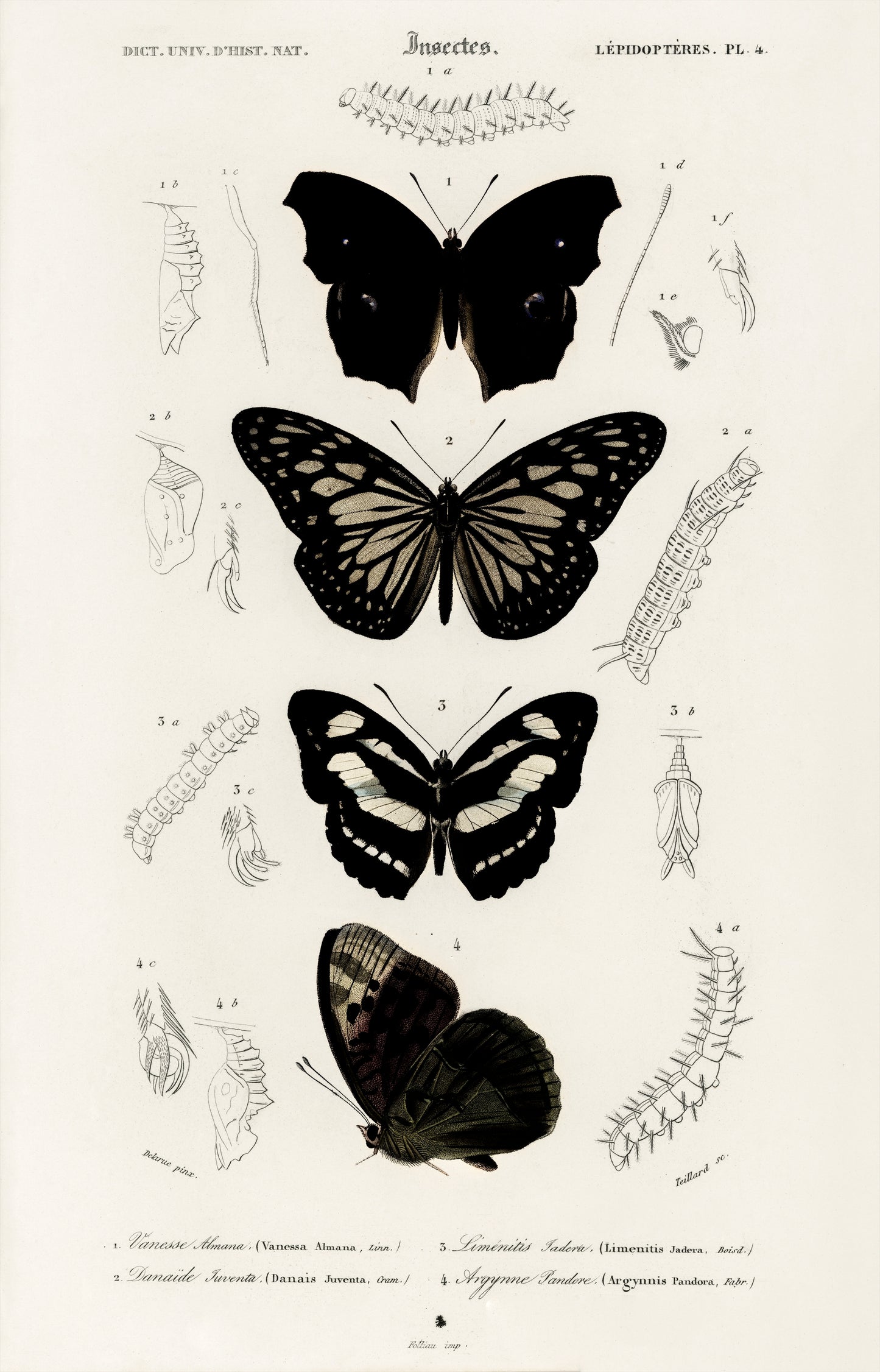 Collection of Butterflies Illustration - Giclee Art Print Poster