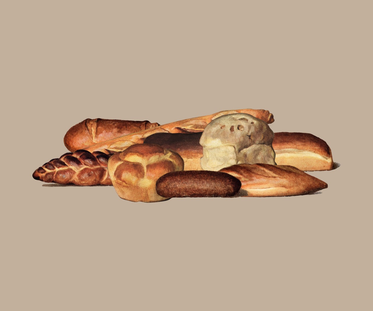 Various Types of Baked Bread Loaves